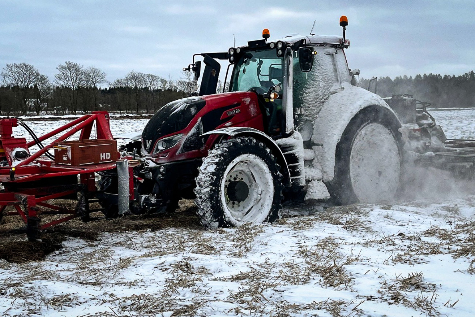 Traktor dækket med sne fjerner halm o sne over gulerødder